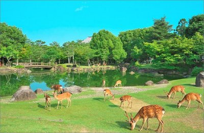 🦌 사슴 공원 (시카 코엔) 이미지 2